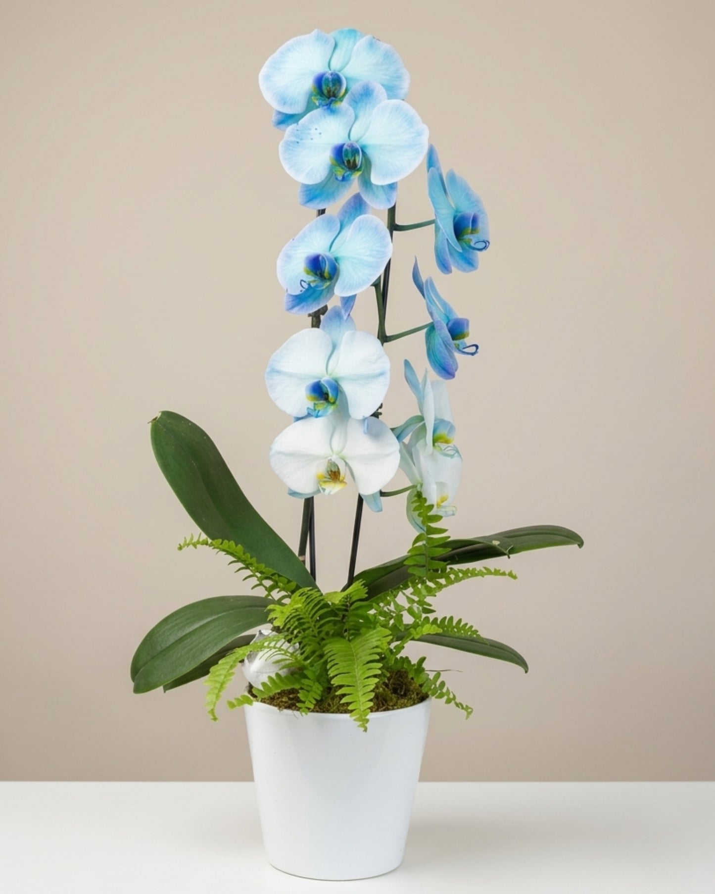 Classic Blue Orchid