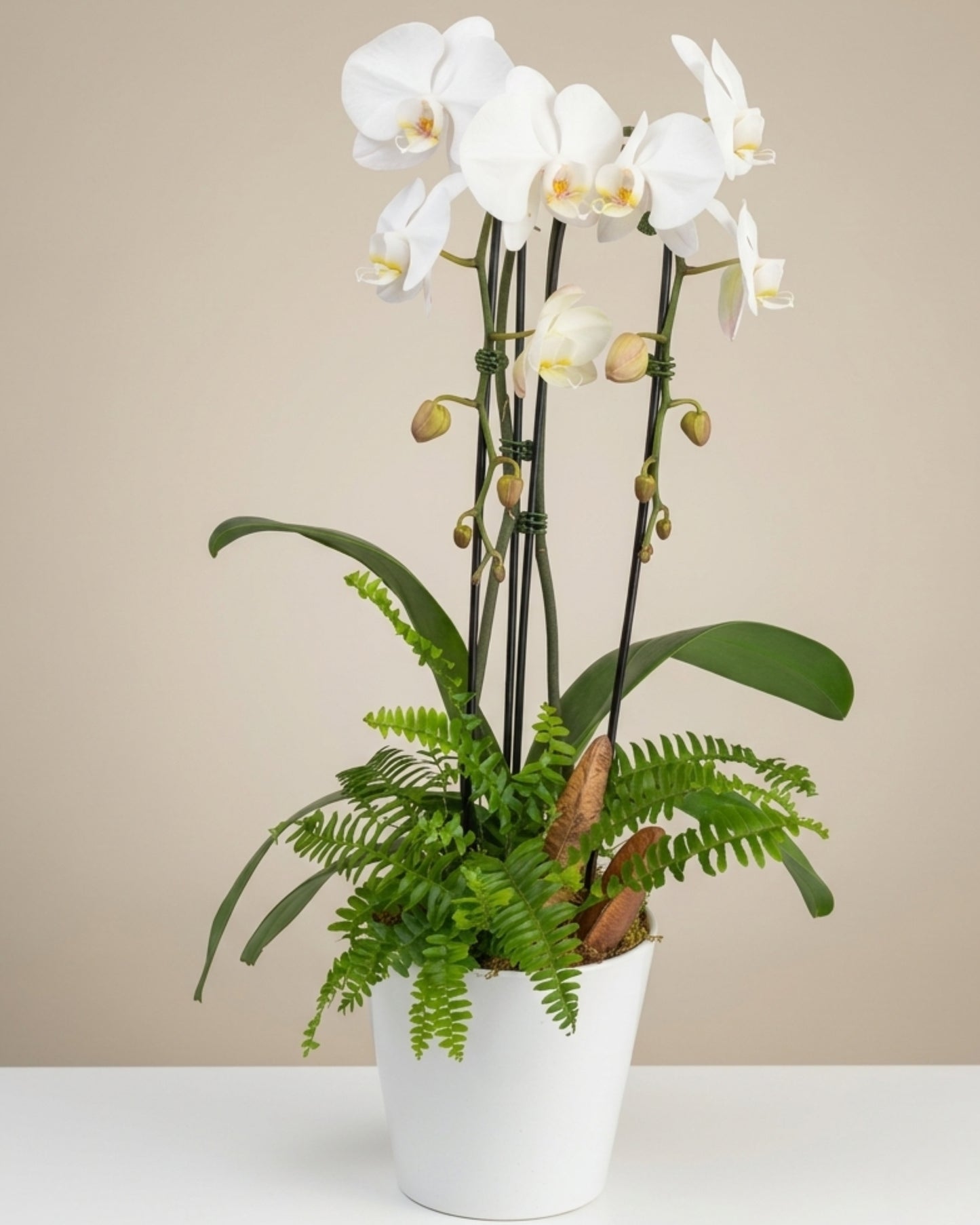 Classic White Orchid Garden