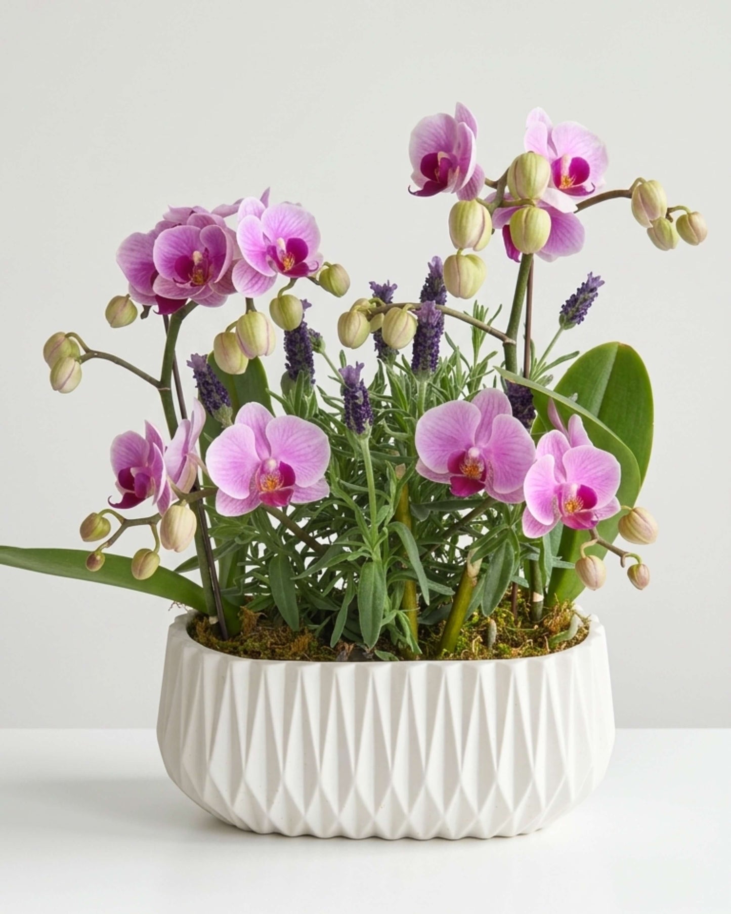 Lavender Whisper Orchid