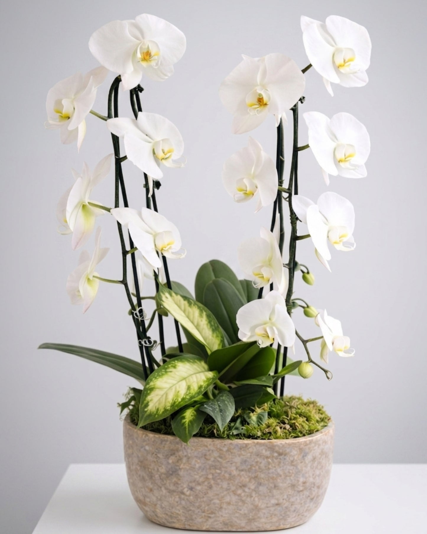 Natural Orchid Garden