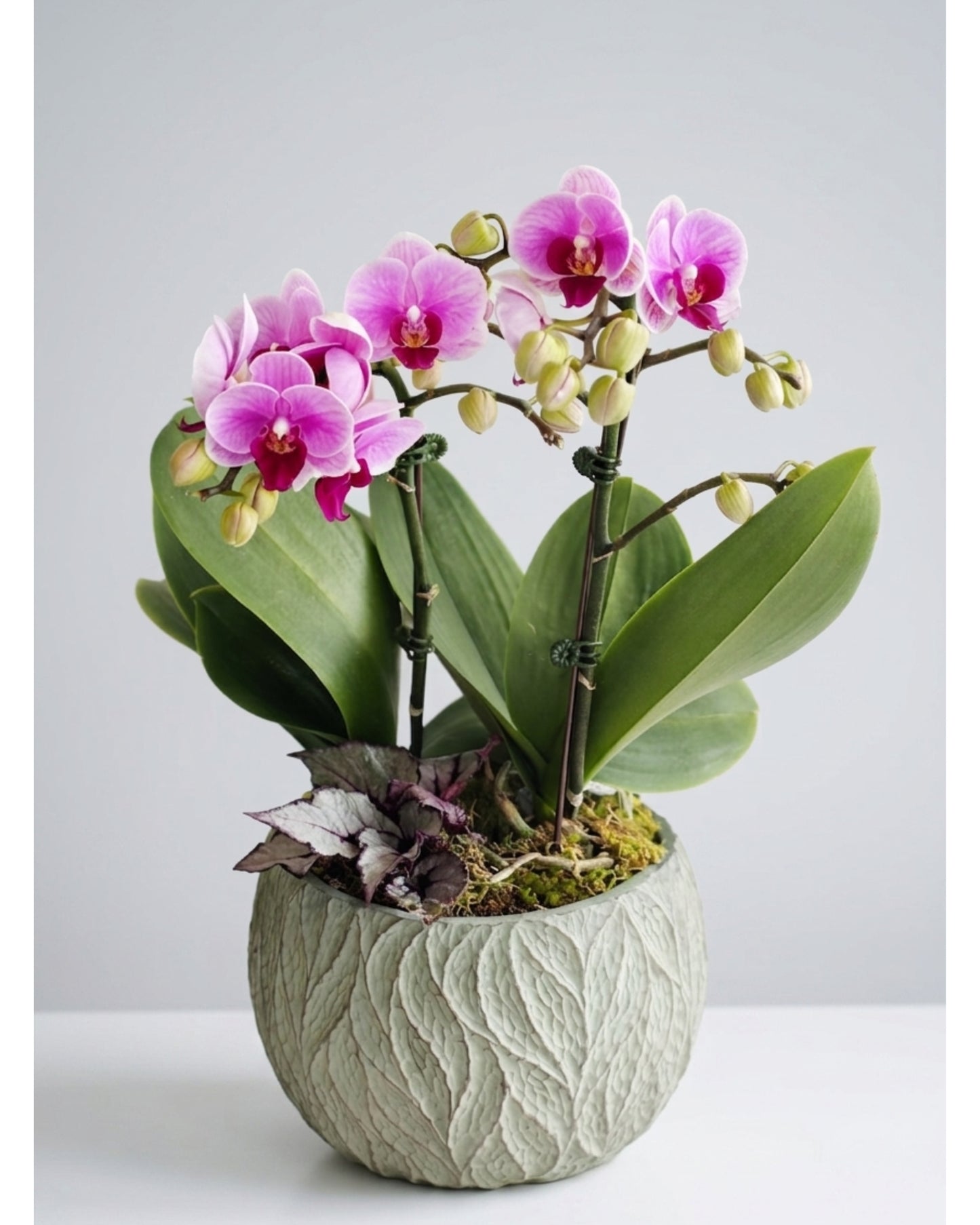 Pink Orchid Bloom
