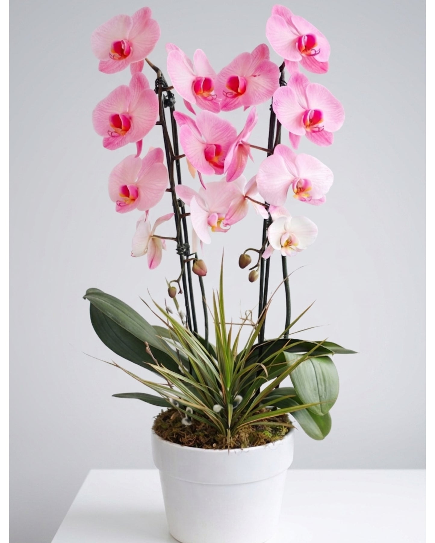 Pink Orchid Radiance