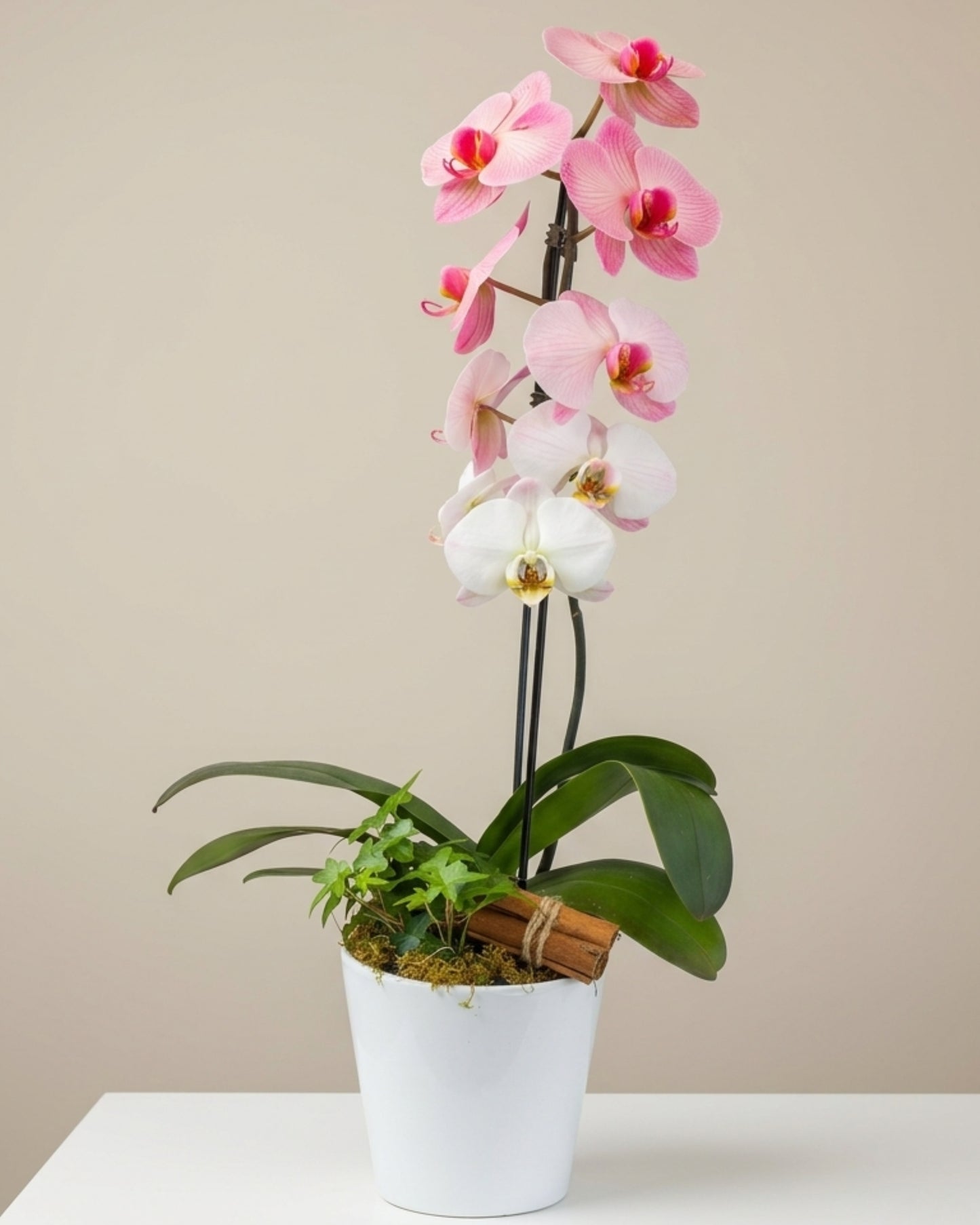Soft Blush Orchid