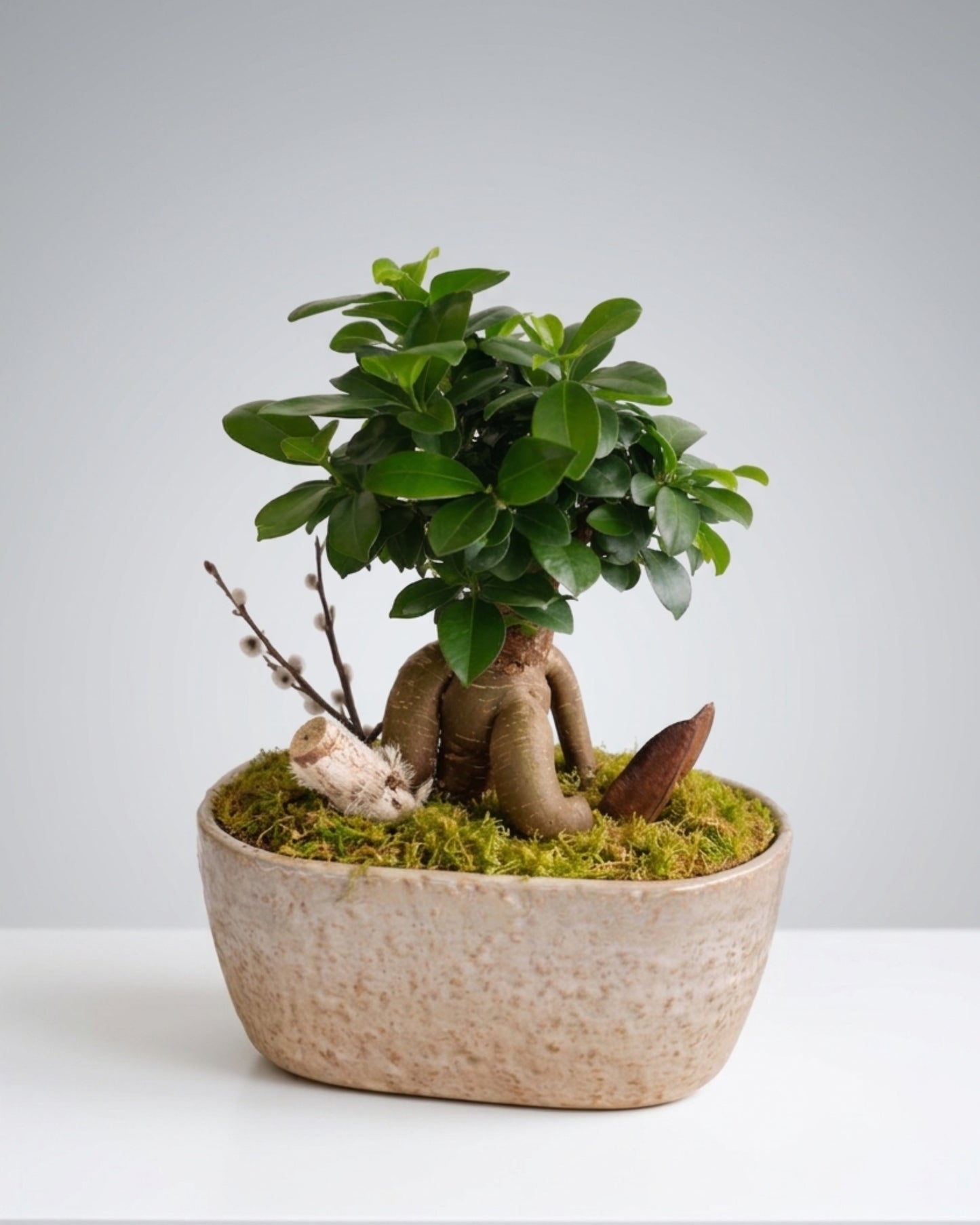 Zen Harmony Bonsai
