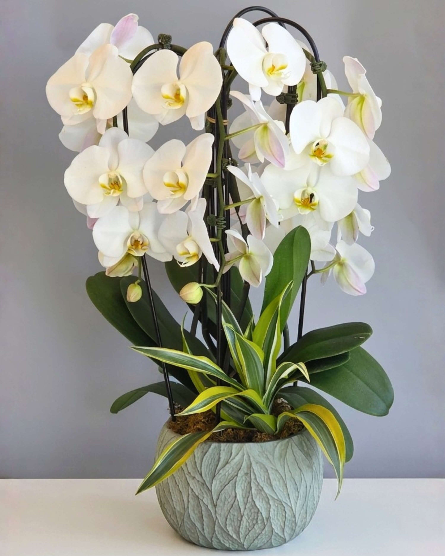 Orchids
