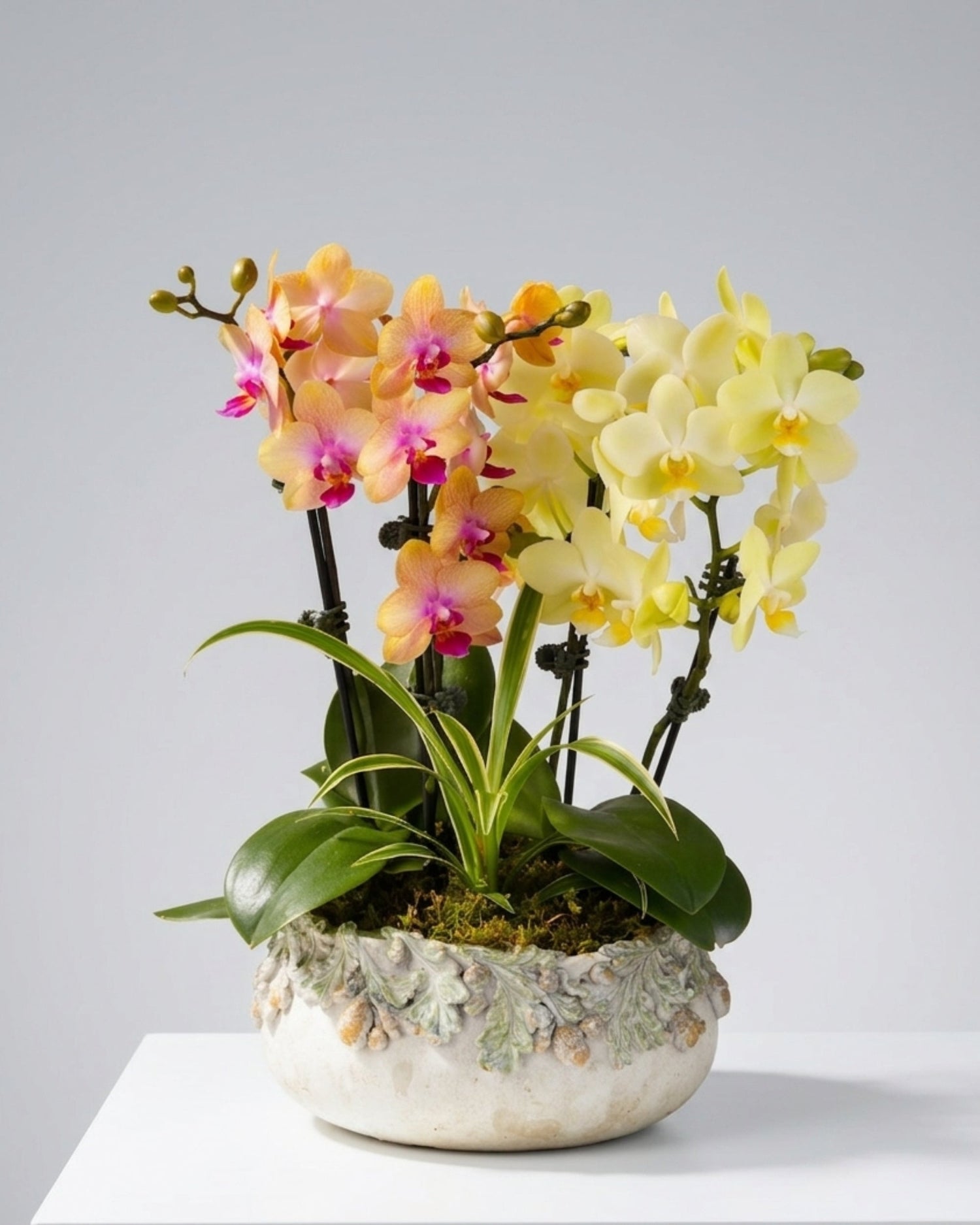 Orchids