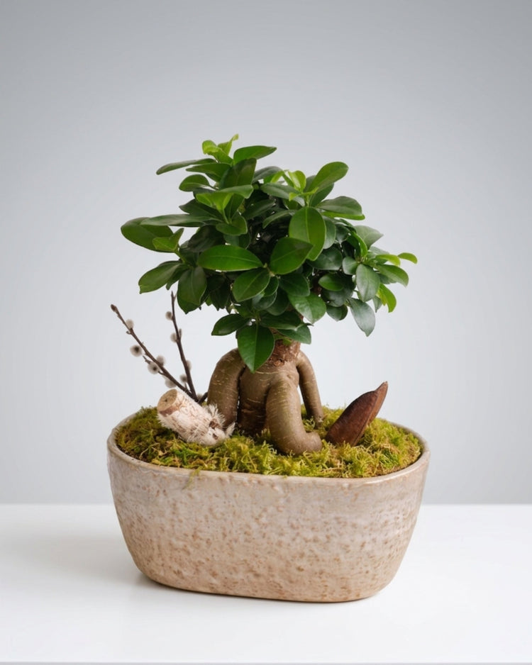 Plants