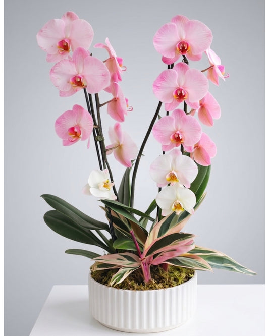 Blush Orchid Harmony