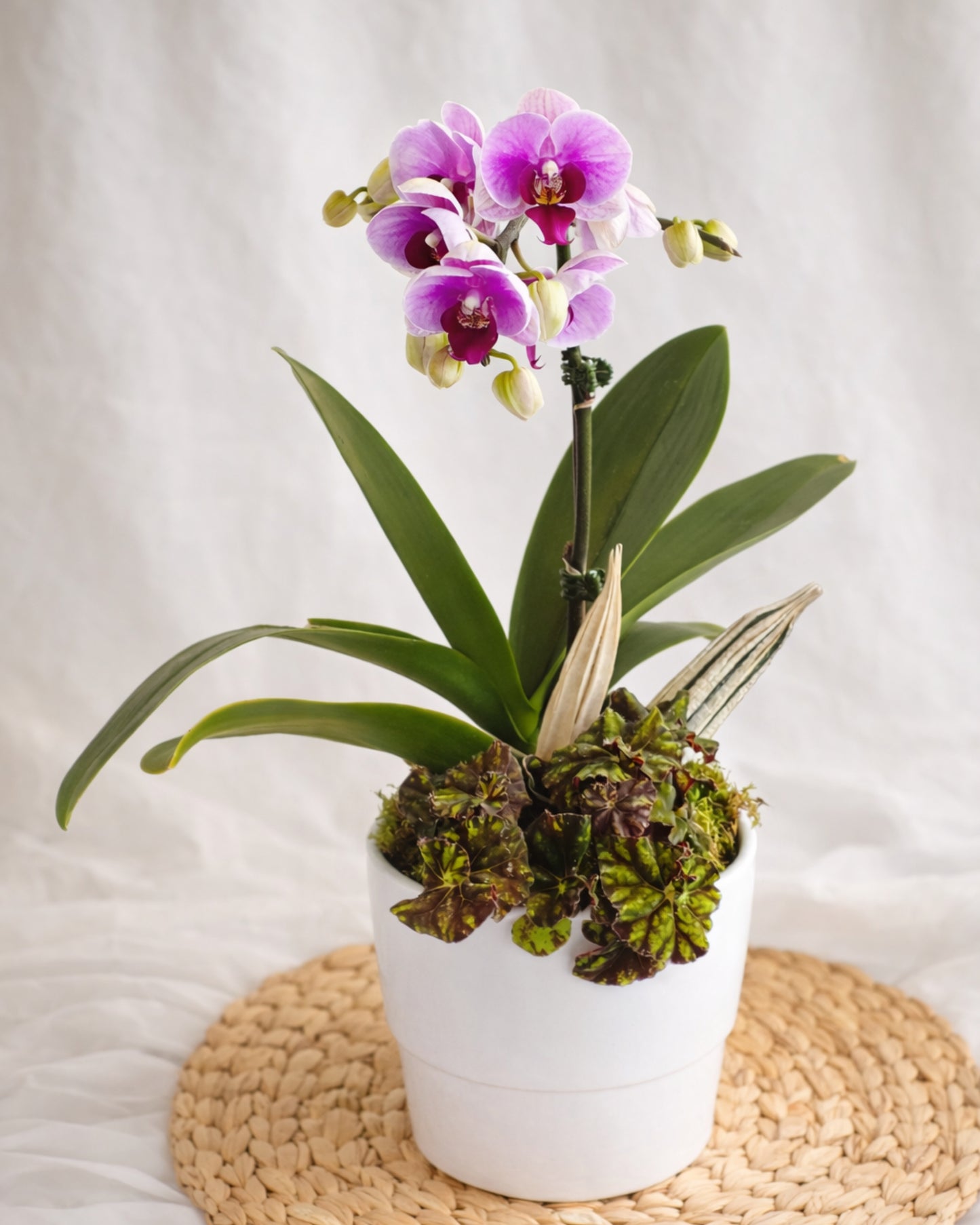 Petite Muse Orchid