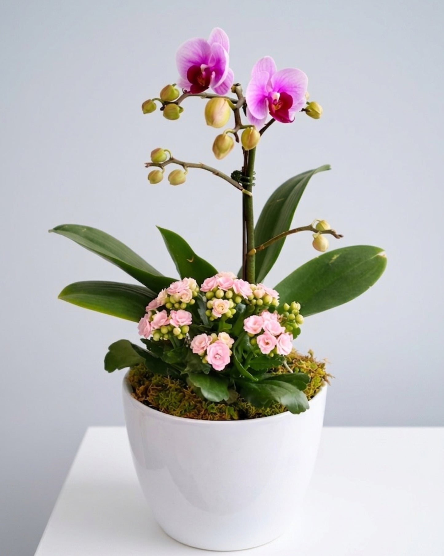 Sweet Bloom Orchid