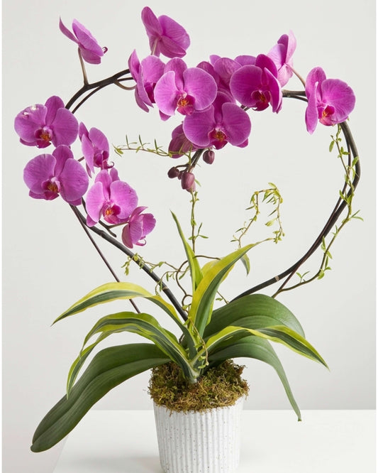 Amethyst Heart Orchid