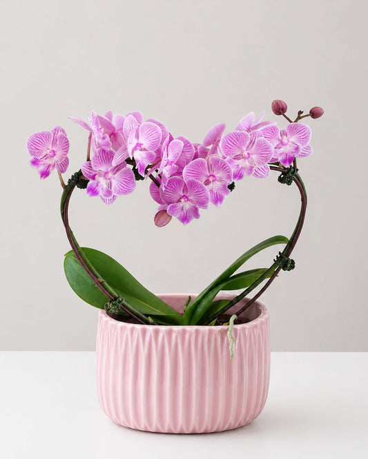 Blush Heart Orchid