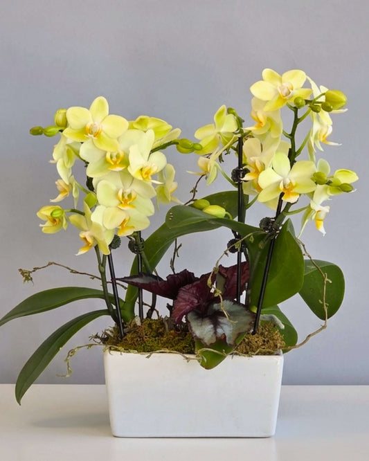 Buttercream Orchid Garden