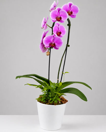 Classic Pink Orchid