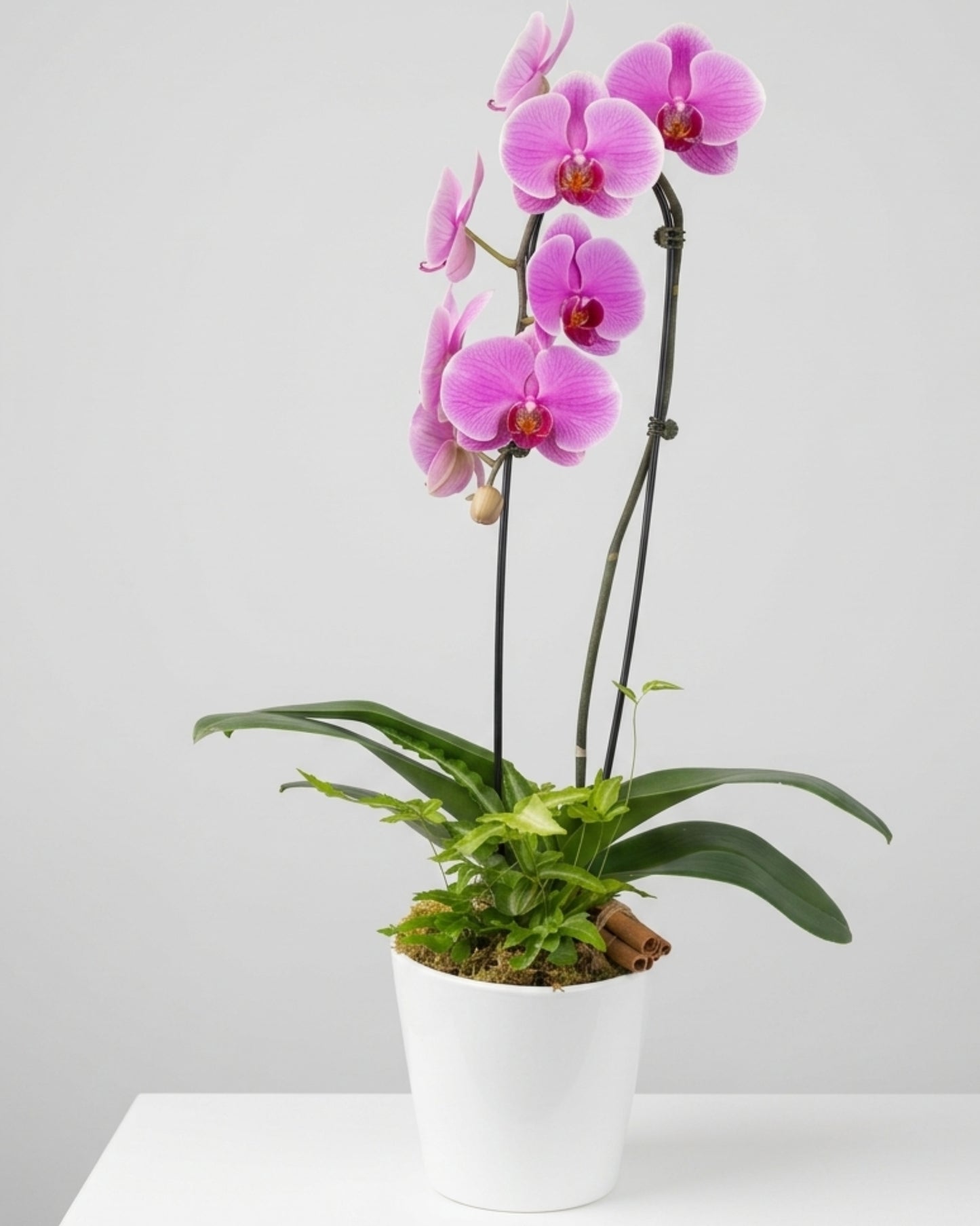 Classic Pink Orchid