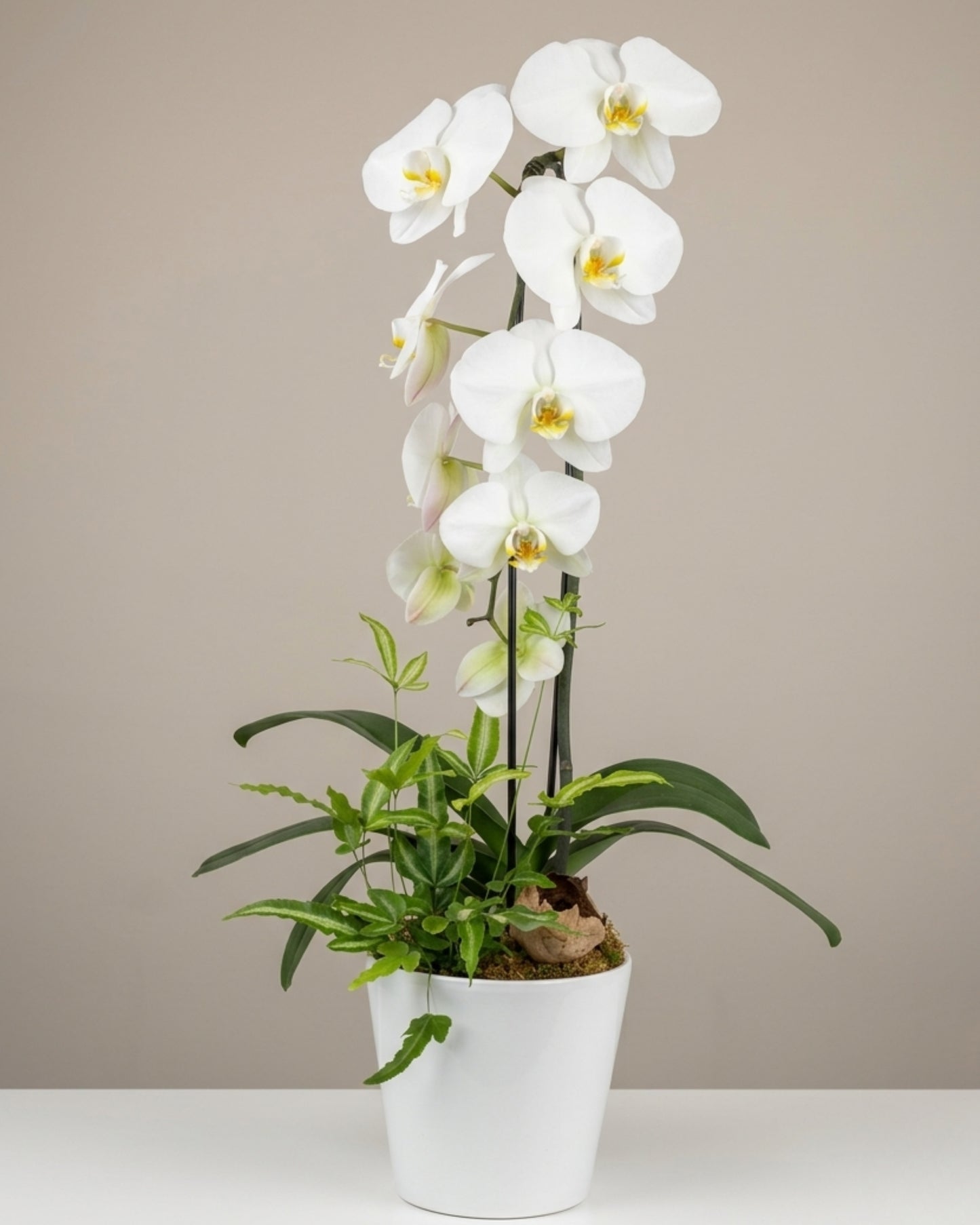Classic White Orchid
