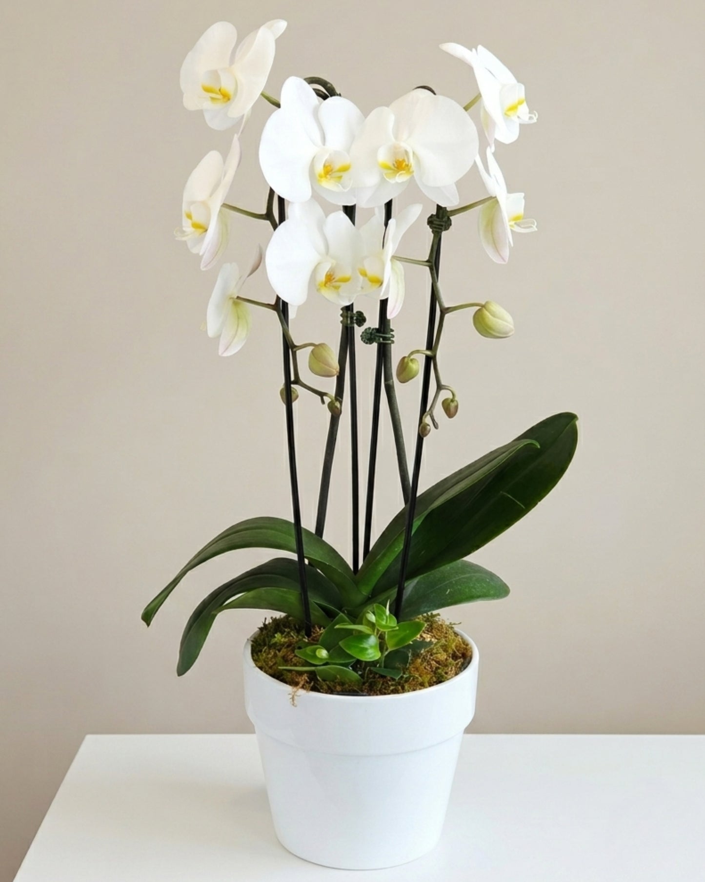 Classic White Orchid Deluxe