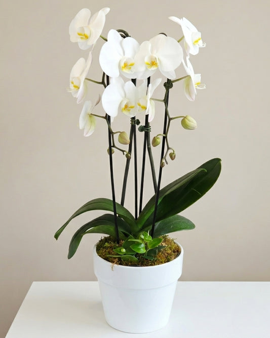 Classic White Orchid Deluxe