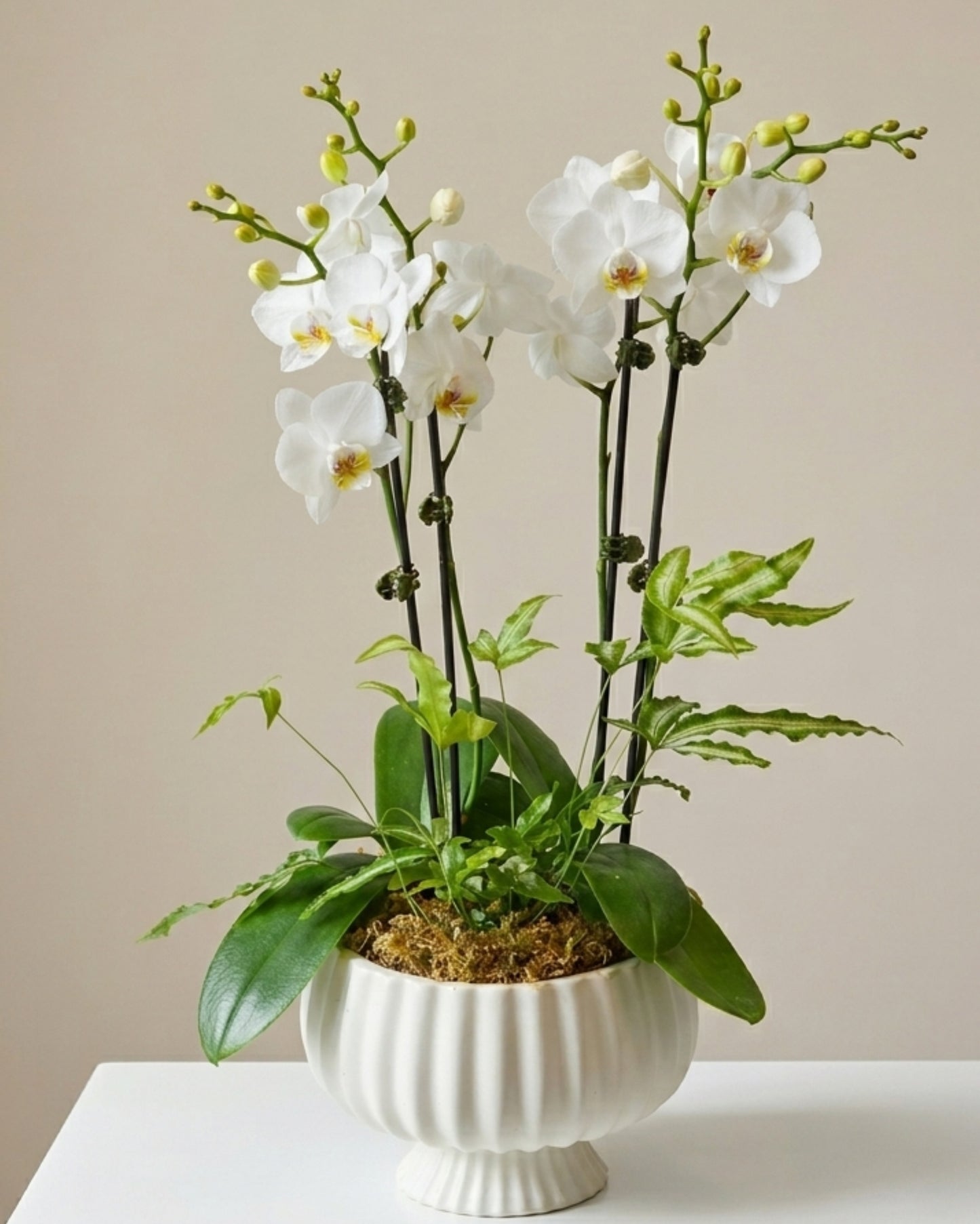 Classic White Orchid Estate