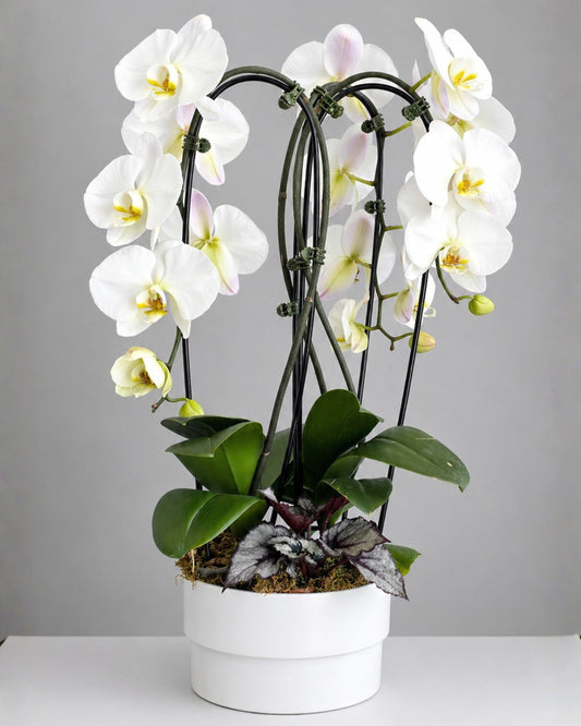 Ivory Arc Orchid