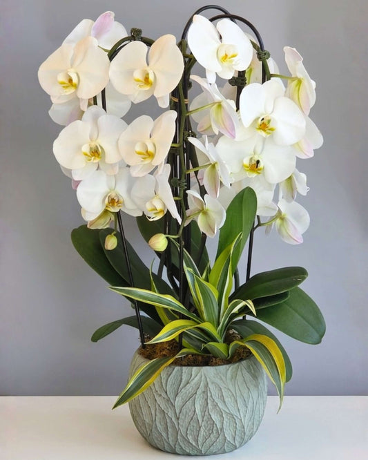 Ivory Garden Orchid