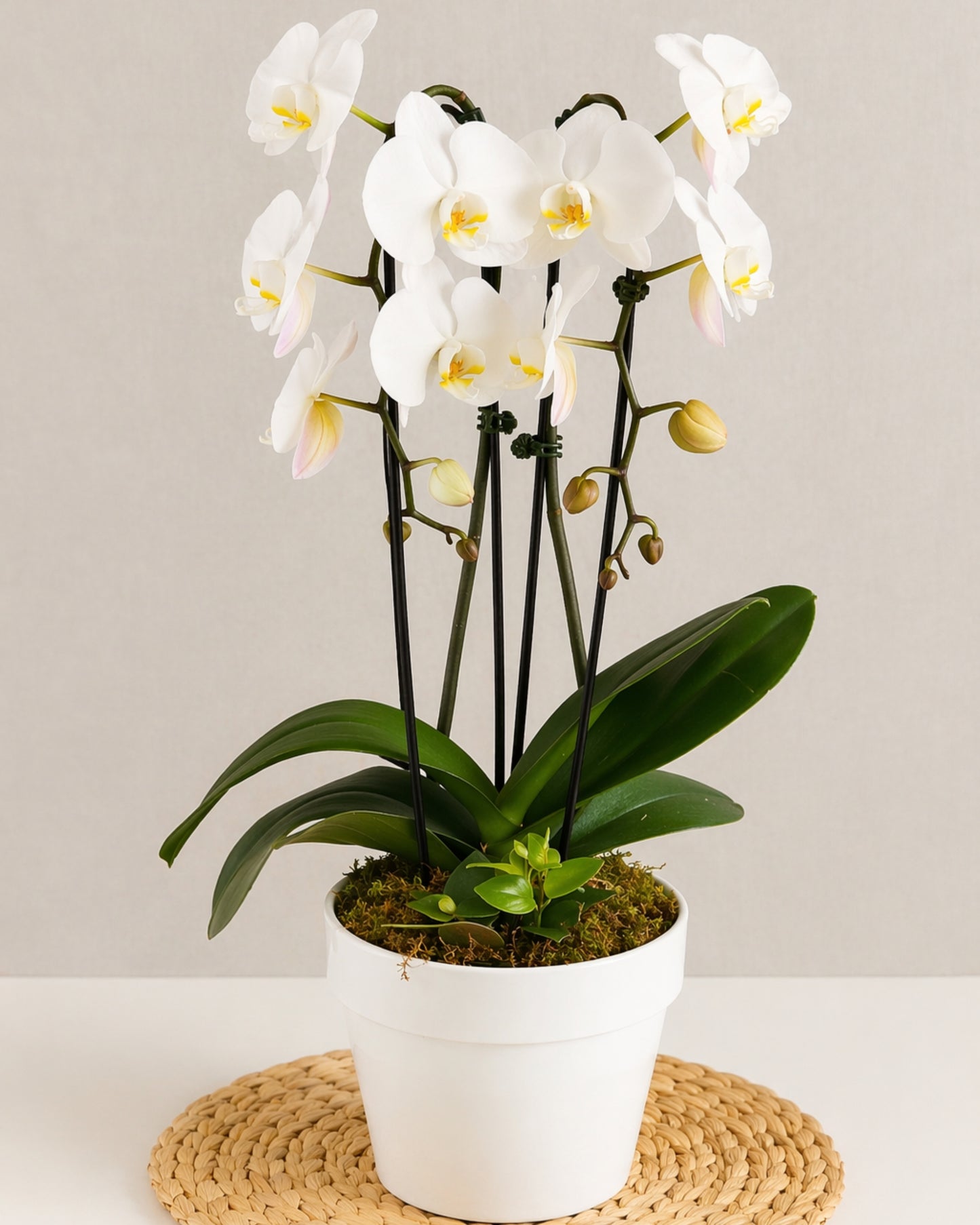 White Orchid Classic