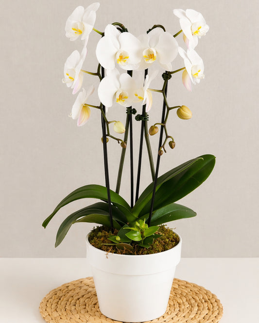 White Orchid Classic