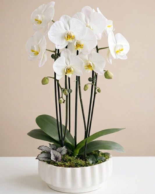 Modern Grace orchid