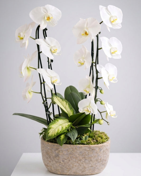 Natural Orchid Garden