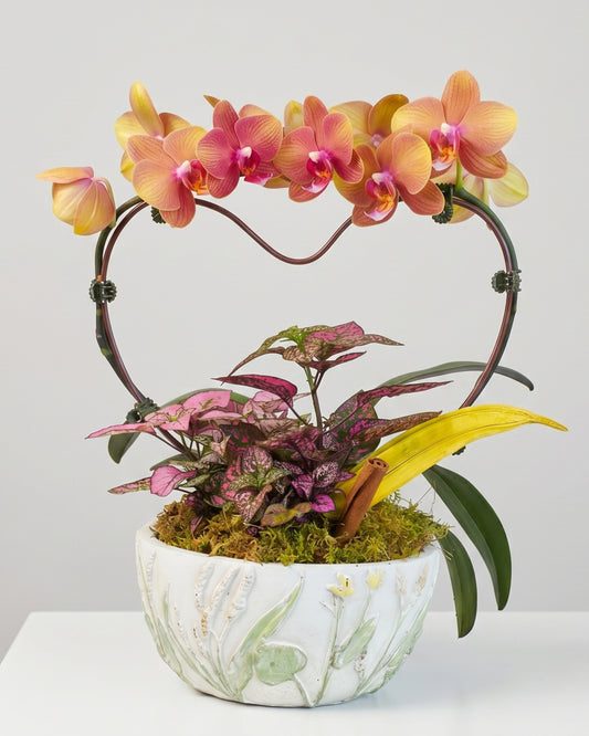 Peach Heart Orchid