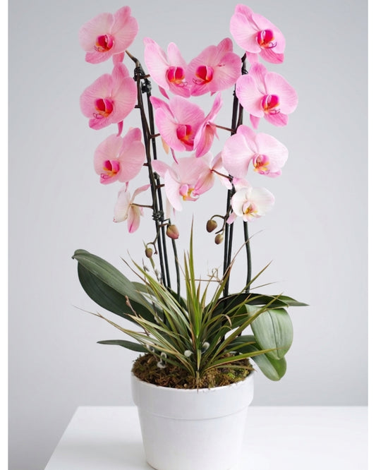 Pink Orchid Radiance
