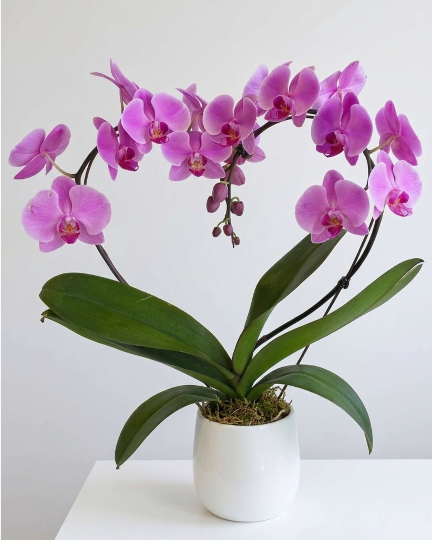 Rosé Heart Orchid