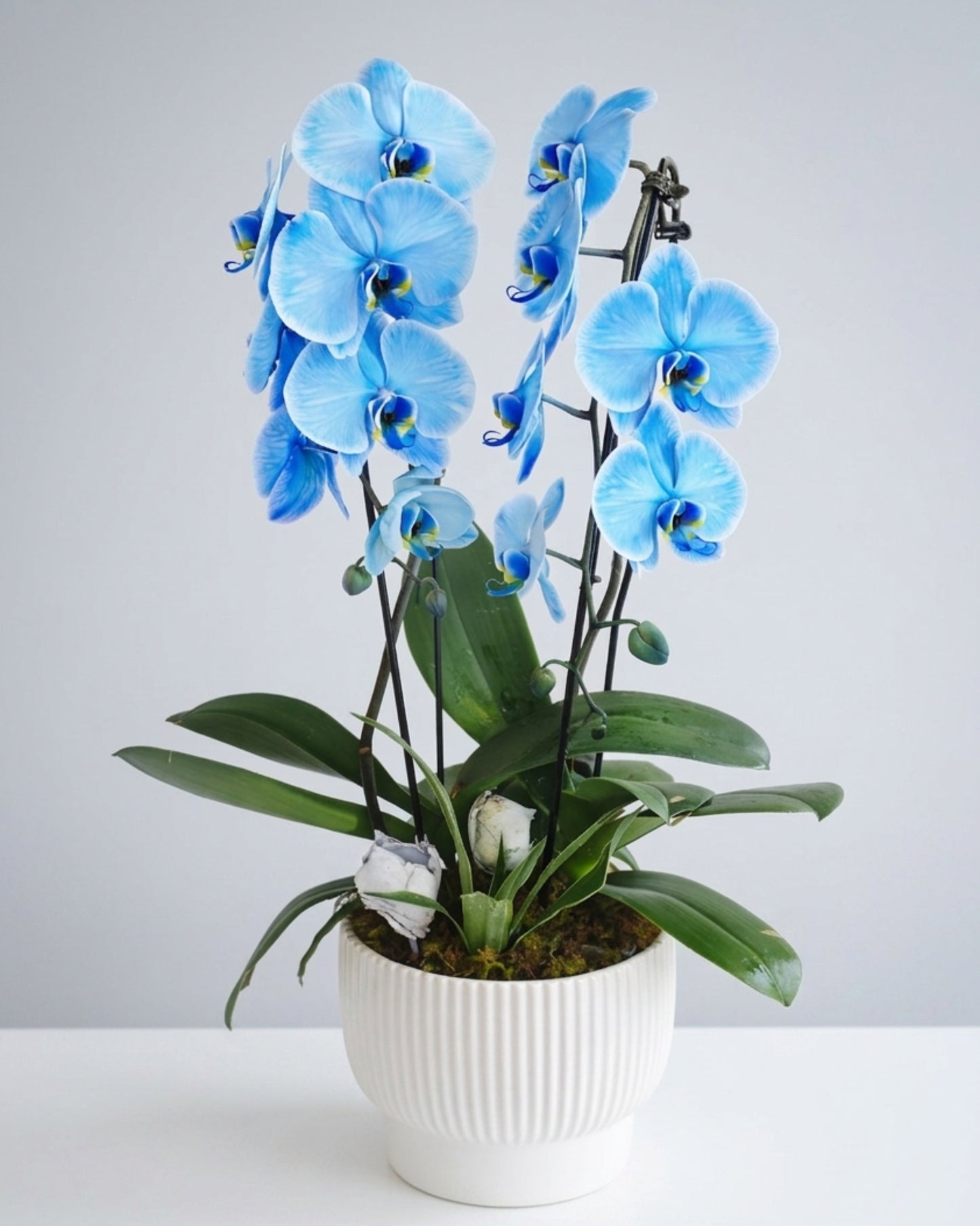 Royal Blue Orchid