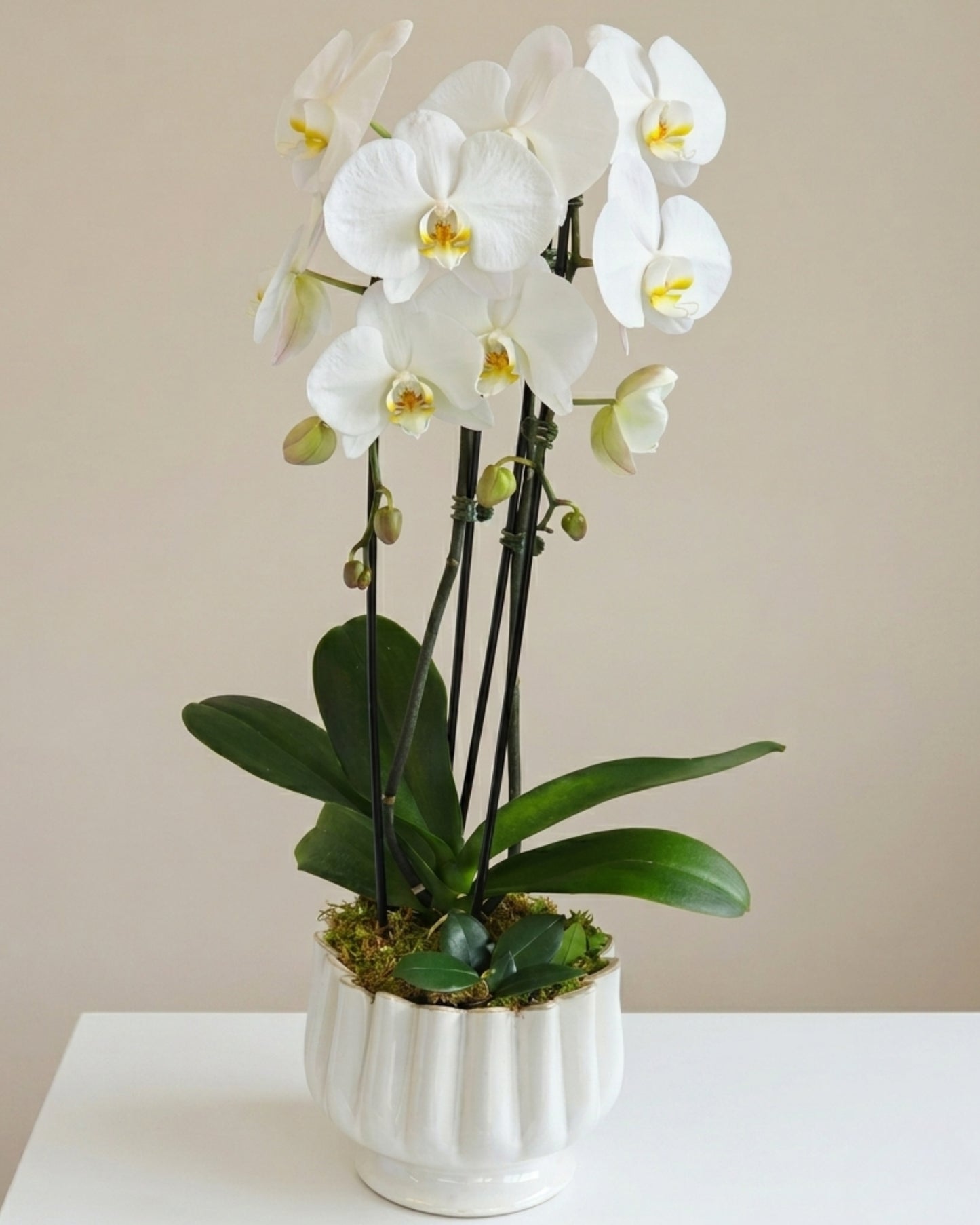 Soft Ivory Orchid
