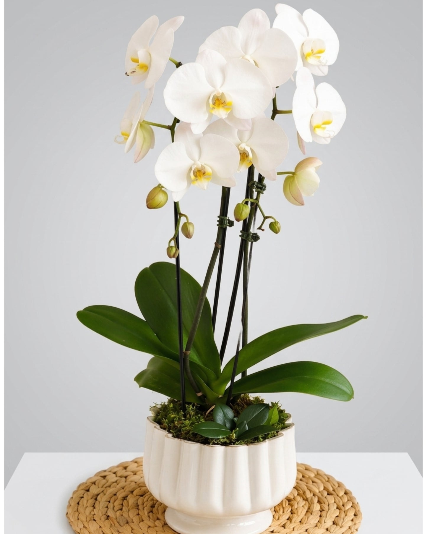 Soft Ivory Orchid