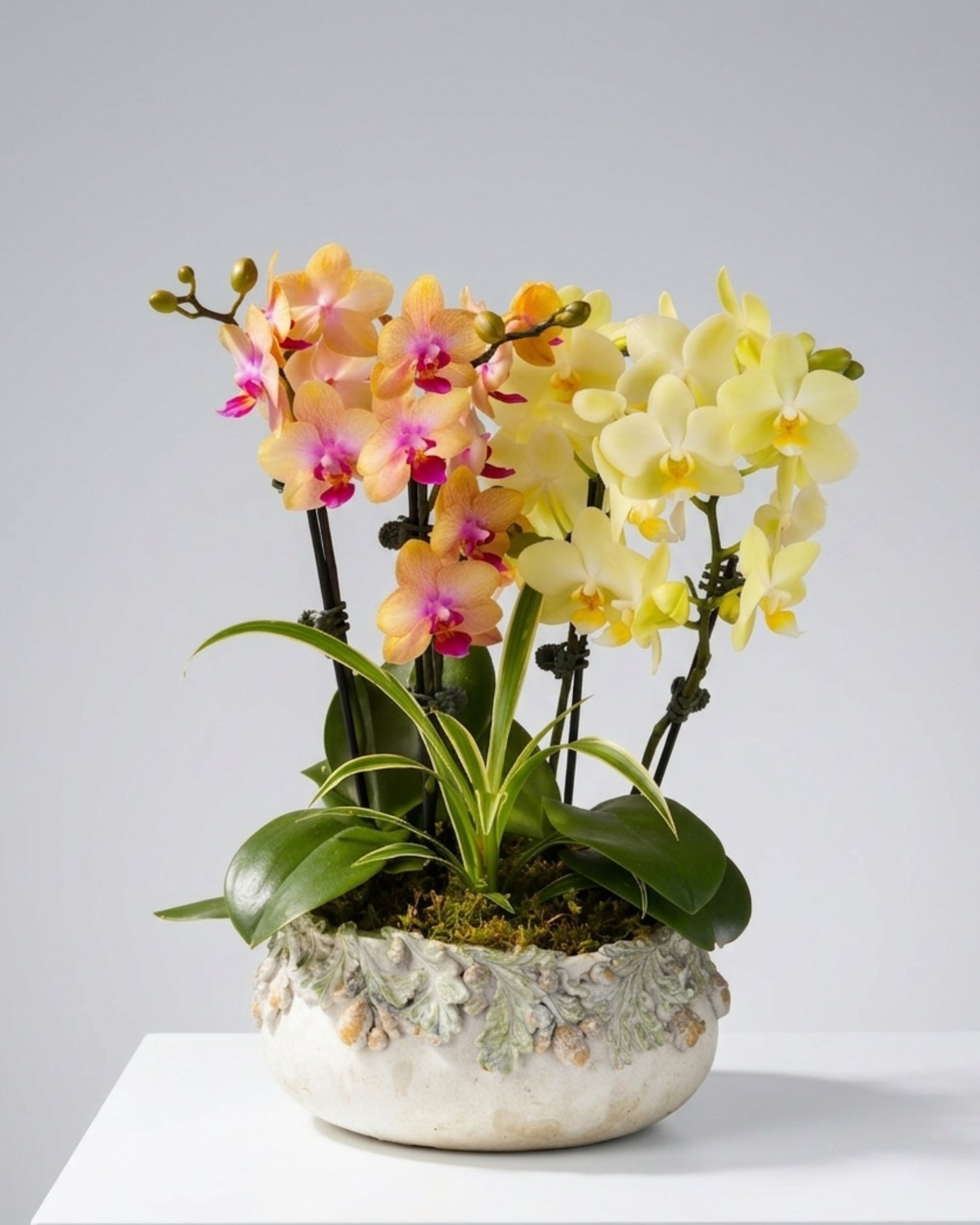 Sunset Harmony Orchid