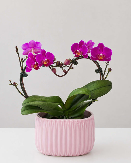 Velvet Heart Orchid