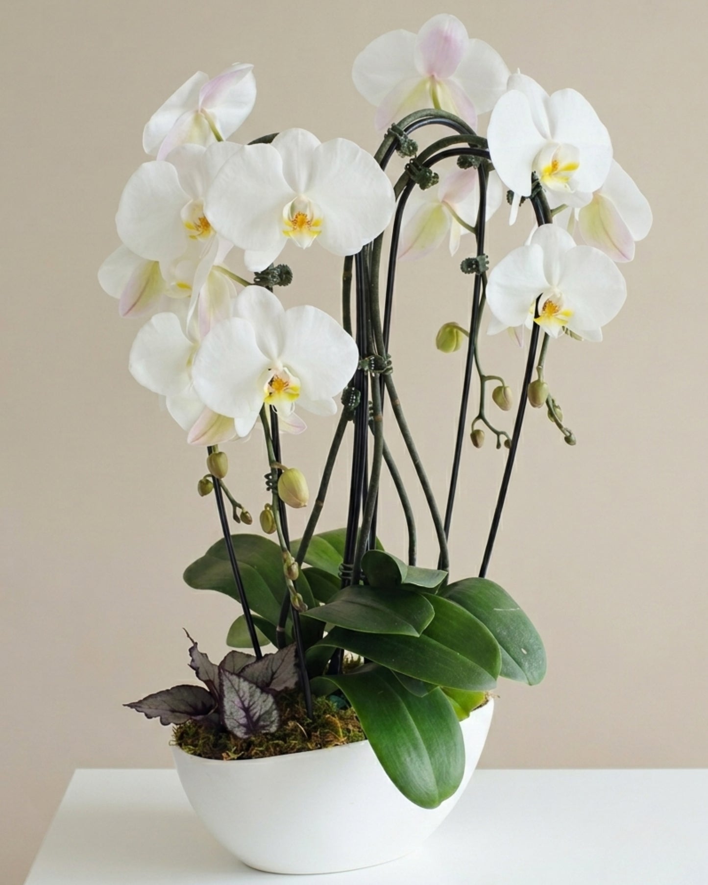 White Elegance Orchid
