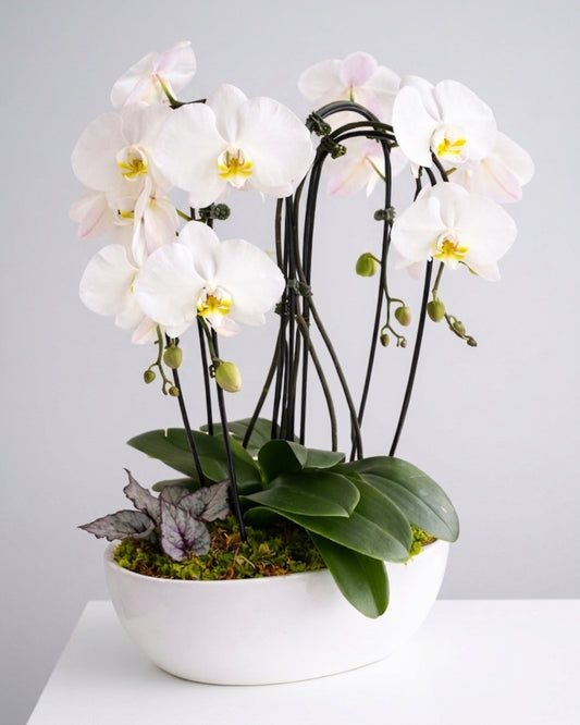 White Orchid Elegance