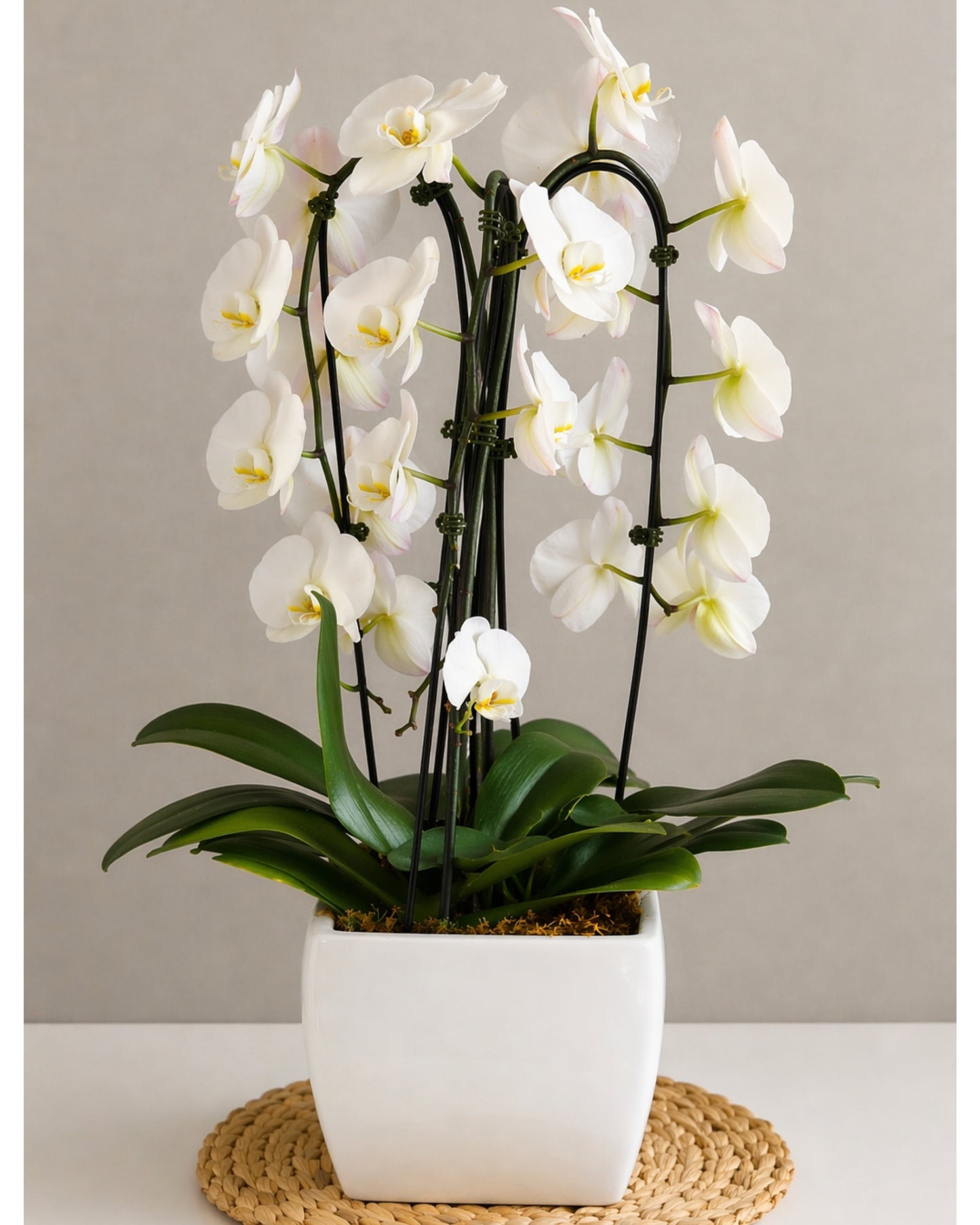 White Orchid Signature