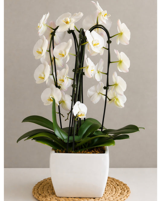 White Orchid Signature