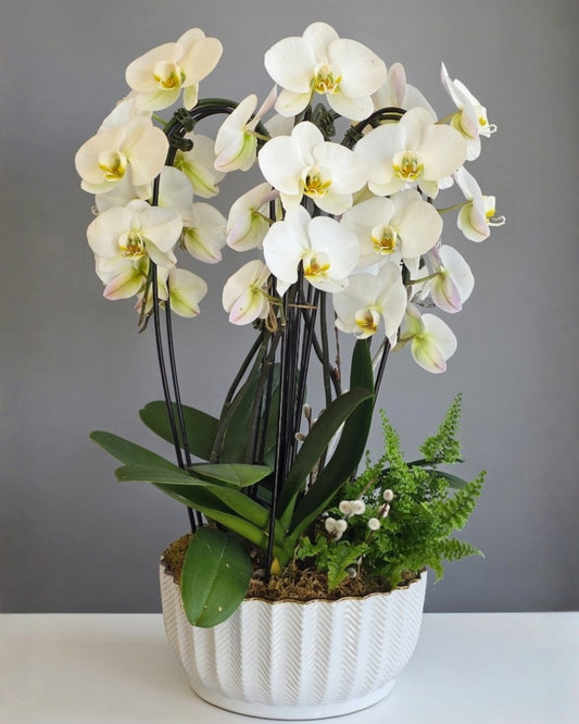 White Serenity