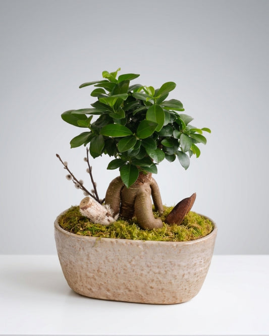 Zen Harmony Bonsai