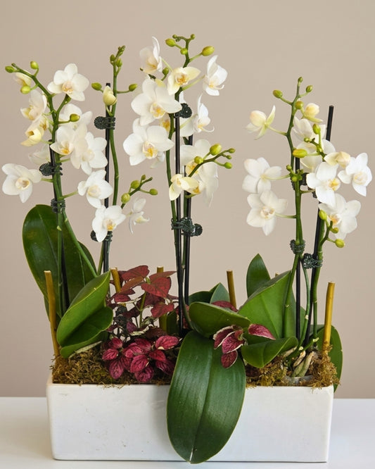 Orchid Garden Elegance