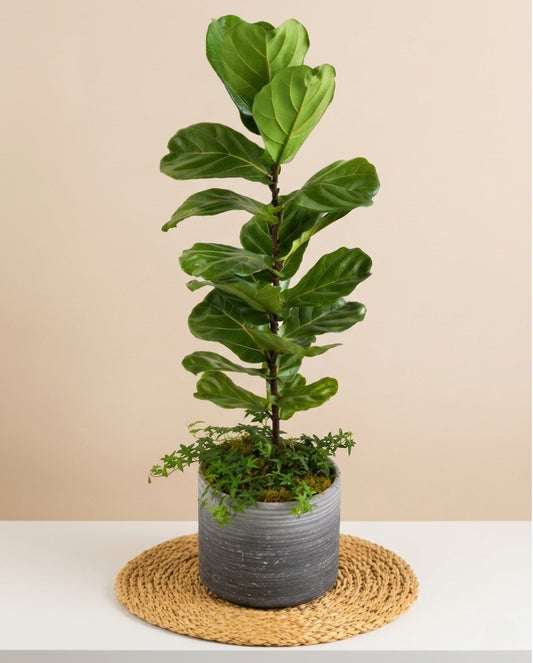 Fiddle Leaf Fig